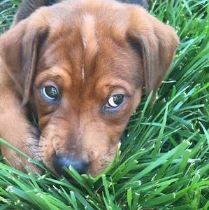 Meet your Posher, Camryn